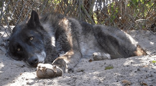 Ein liegender Wolfshund