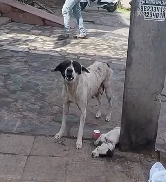 Ein liegender kranker Welpe und seine Hundemama