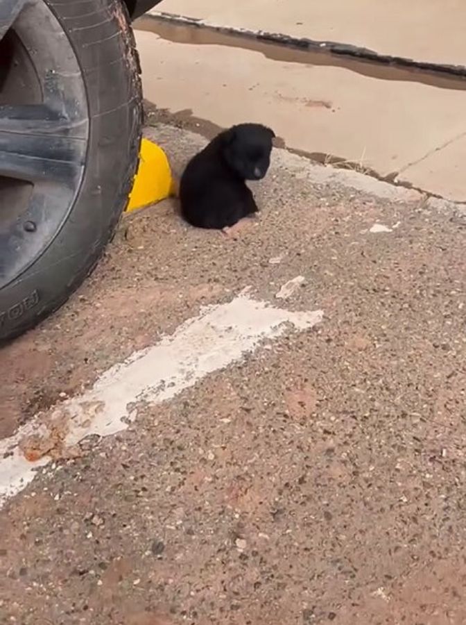 Ein schwarzer Welpe sitzt neben einem Auto