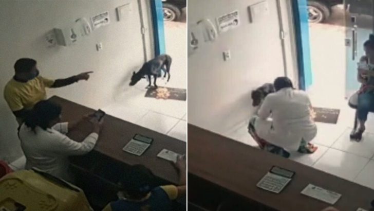 Ein streunender Hund besuchte eine Tierklinik alleine, das war die beste Entscheidung seines Lebens