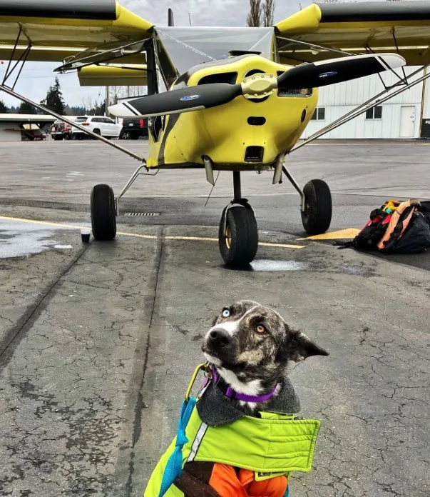 Ein sueßer Hunde-Co-Pilot vor einem Flugzeug