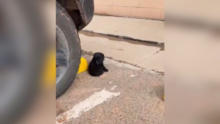 Ein süßer ‘kleiner Bär’ schläft auf einem Parkplatz und bittet die Käufer, ihn an einen warmen Ort zu bringen