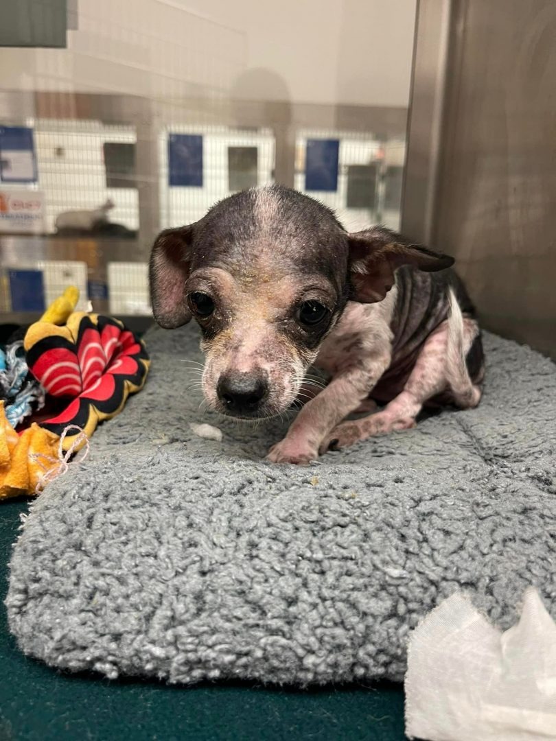 Ein trauriger kleiner Chihuahua