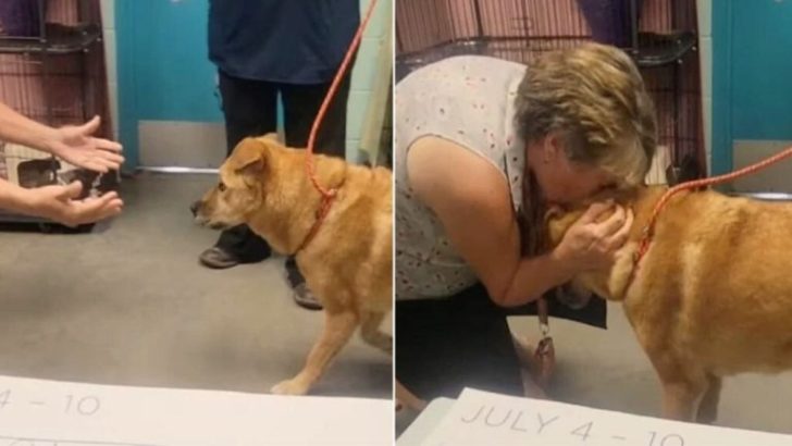Ein verängstigter Hund, der einen Monat lang vermisst wurde, wurde schließlich mit seinem Menschen wiedervereint