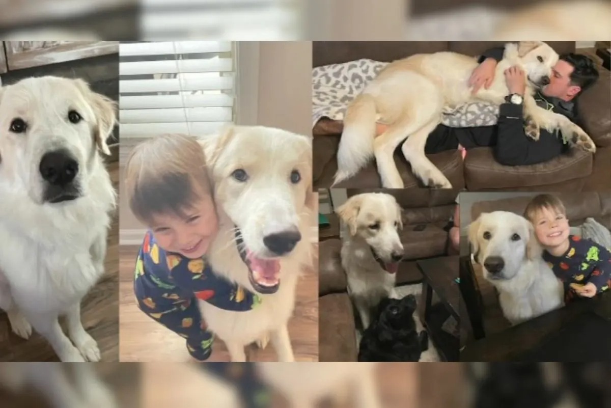 Eine Fotokollage eines Hundes mit seiner Familie