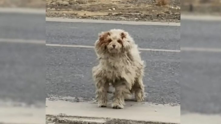 Eine Frau sah plötzlich einen kleinen, verfilzten Hund am Straßenrand, der Hilfe brauchte