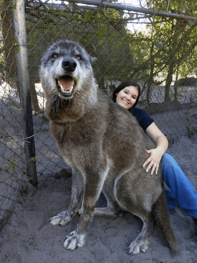 Eine Frau sitzt mit einem Wolfshund