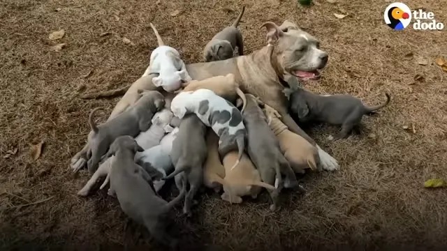 Eine Hundemama mit ihren kleinen Welpen