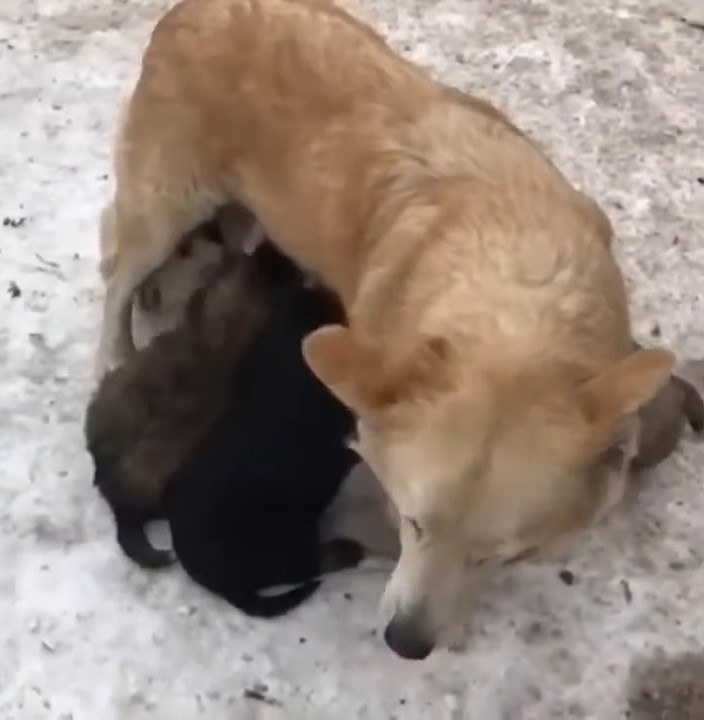 Eine Hundemama und ihre Welpen im Schnee