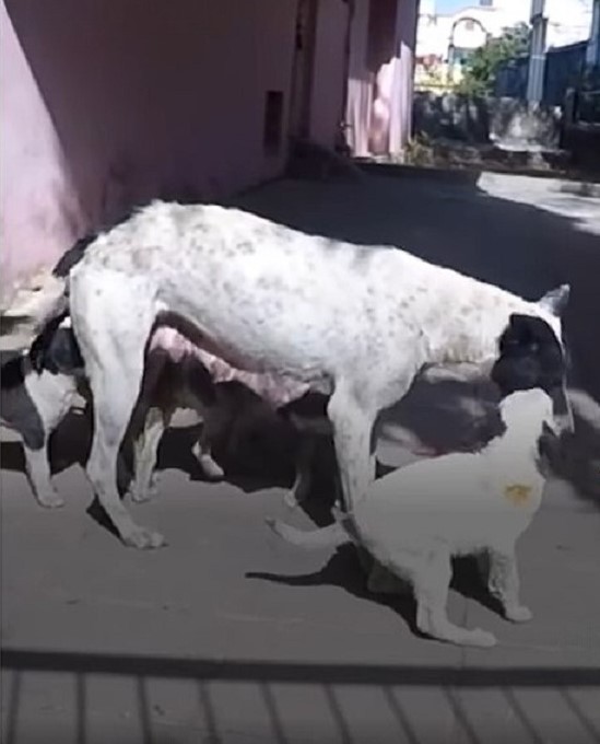 Eine Hundemama und ihre Welpen