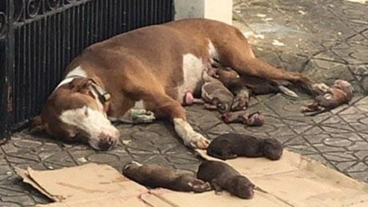 Eine erschöpfte Hündin wurde hilflos neben ihren neugeborenen Welpen aufgefunden