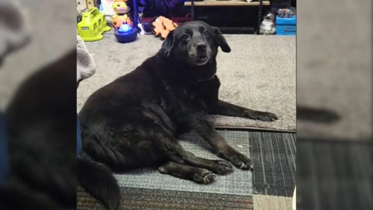 Eine freundliche Seele rettet einen süßen 15 Jahre alten Hund, der am Katzenheim zurückgelassen wurde