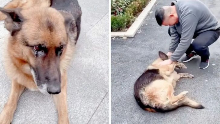 Eine pensionierte Polizeihündin und ihr Hundeführer treffen sich unter Tränen wieder