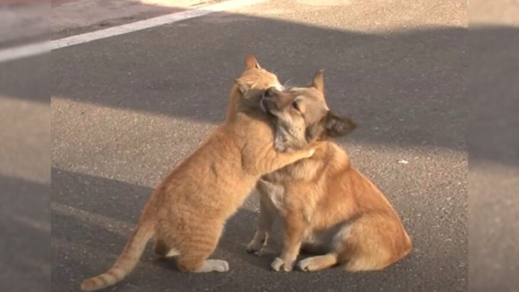 Eine streunende Katze tröstet einen verlassenen Hund, während dieser auf seinen Besitzer wartet