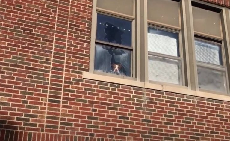 Eingesperrter Hund schaut aus dem Fenster
