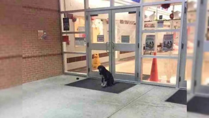 Einsamer Hund erscheint jeden Tag vor der Schule bis ein Lehrer beschließt ihm zu helfen