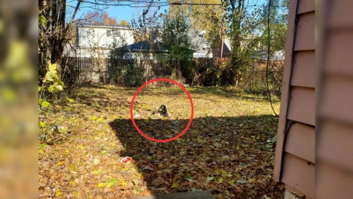 Elektriker entdeckt zwei kleine Fellknäuel, die sich hinter einem verlassenen Haus versteckten