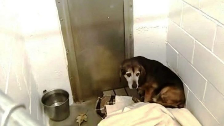 Emotionale Wiedervereinigung eines älteren Beagles und seines Herrchens nach mehr als 700 Tagen Trennung