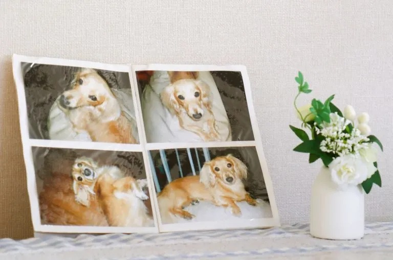 Erinnerungsfotos von Hund auf einem Tisch