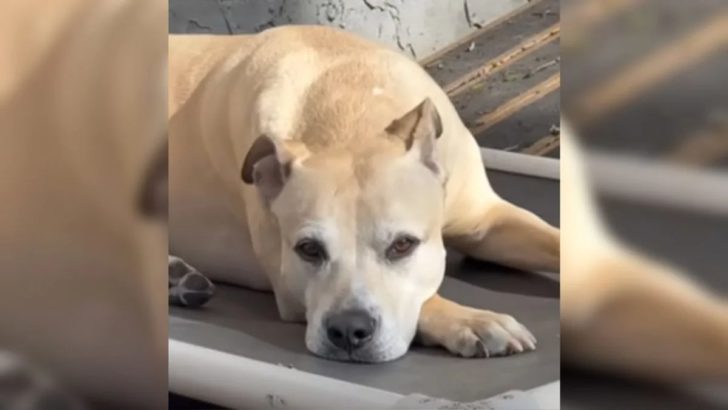 Familie rettete einen Hund, der auf einem Schrottplatz lebte und erfuhr dann die herzzerreißende Nachricht über ihn
