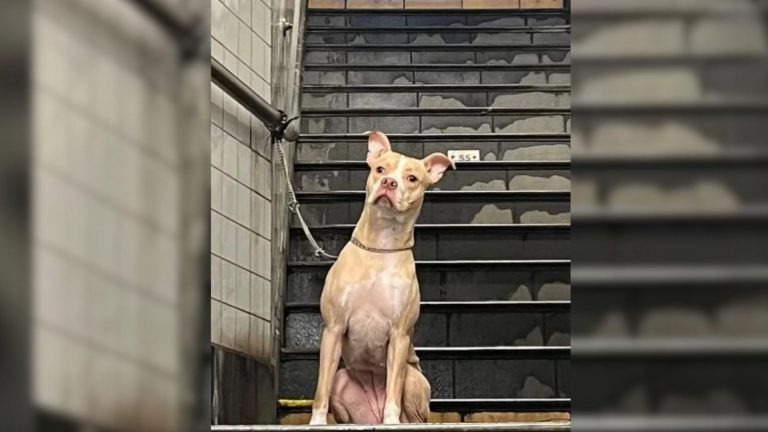 Frau eilt zur Rettung eines verlassenen Hundes, der in einer U-Bahn-Station an einen Mast gebunden ist