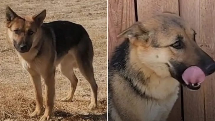 Frau ging jeden Tag in die Wüste, um einen Deutschen Schäferhund zu retten und schaffte es