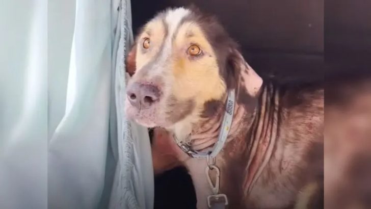 Freundlicher streunender Hund wollte nur eine Familie finden, also sprang er in das Auto einer Frau