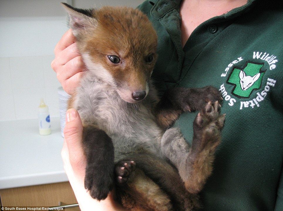 Fuchswelpe in den Armen der Mitarbeiter des Tierklinikums