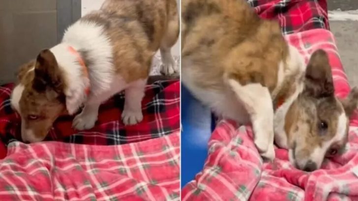 Gerettete Hunde erleben zum allerersten Mal in ihrem Leben eine weiche Decke