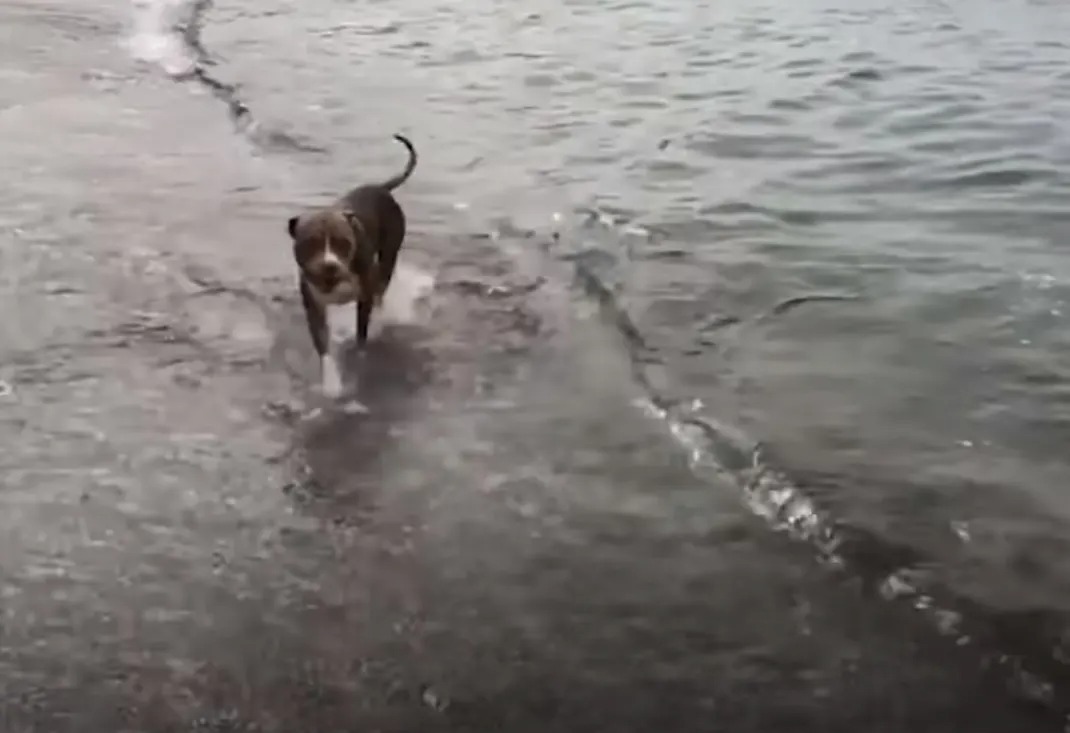 Geretteter Hund am Strand