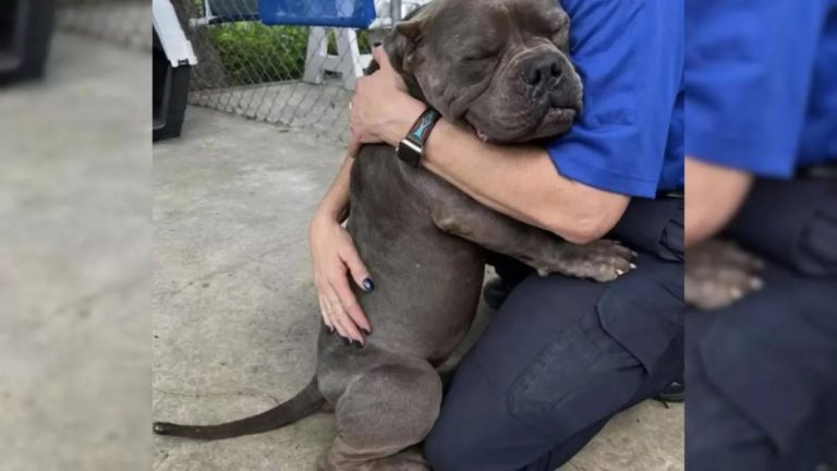 Geretteter Hund Fällt Vor Glück Seinen Rettern In Die Arme