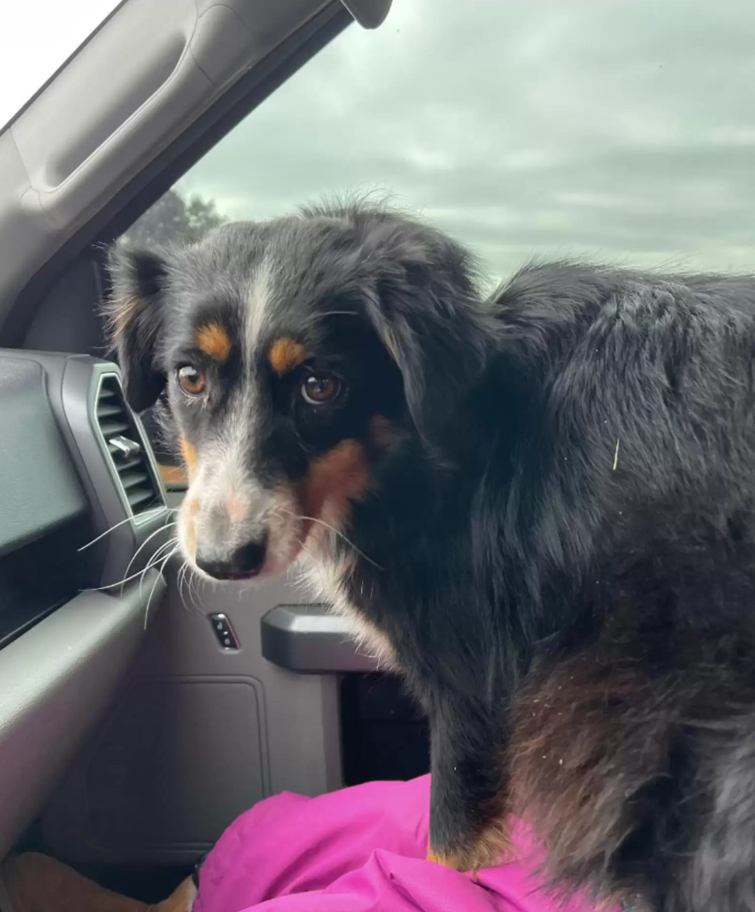 Geretteter Hund im Auto