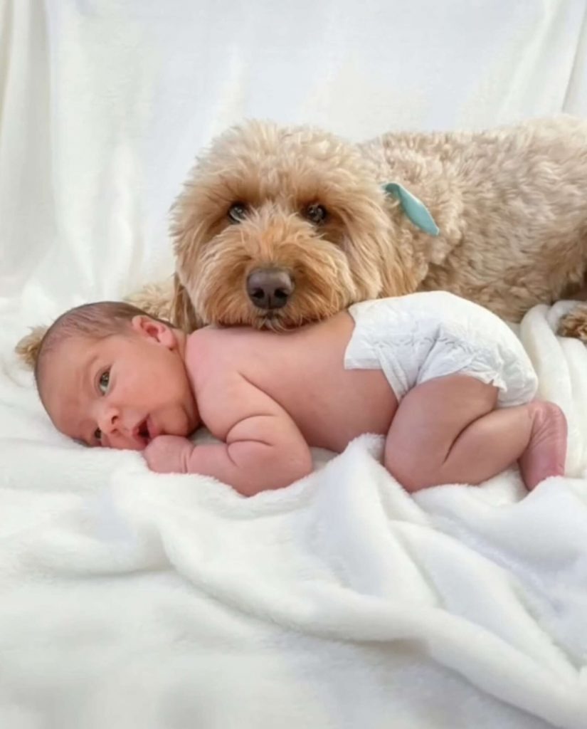 Goldendoodle mit Neugeborenen