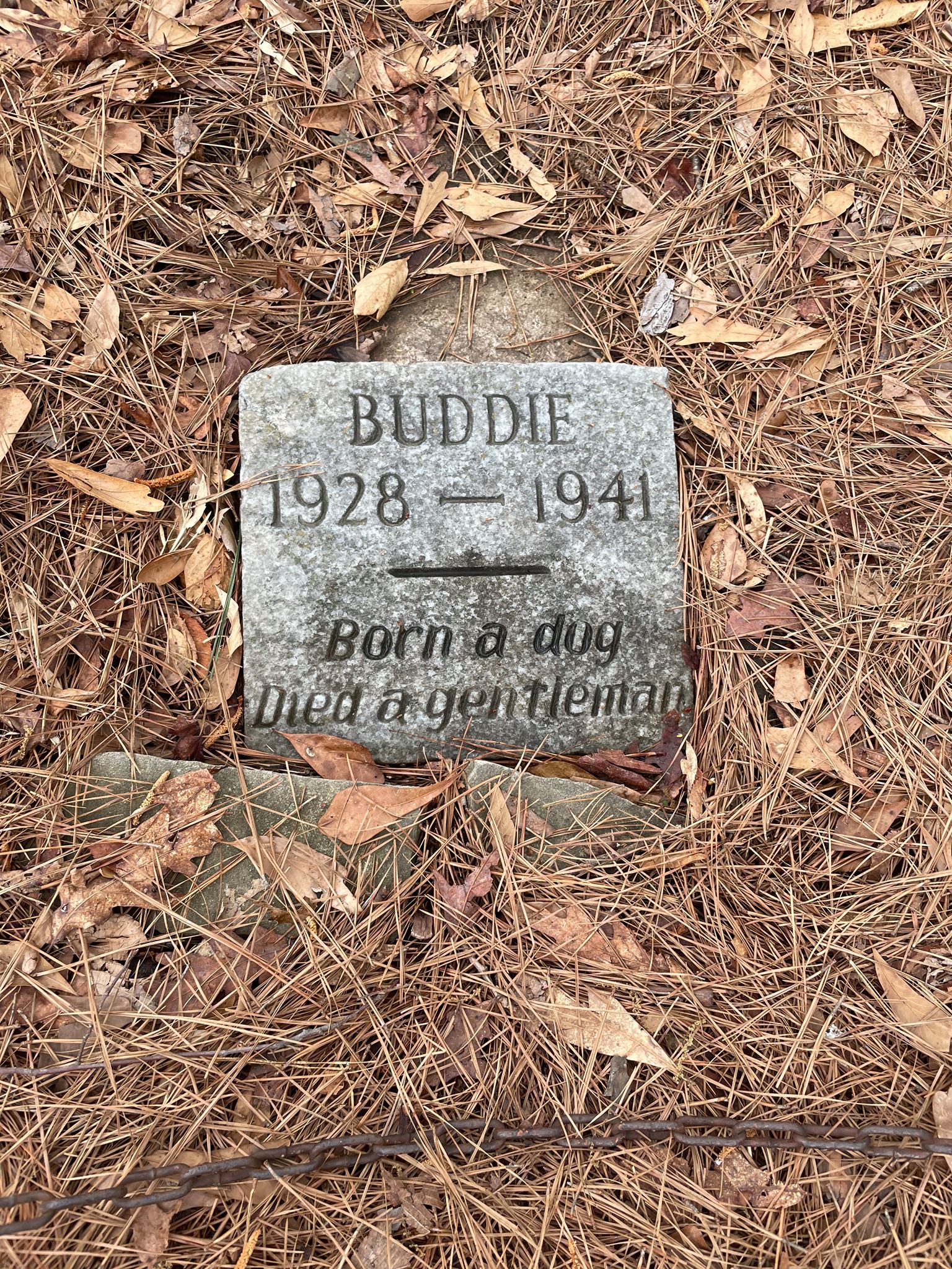 Grabstein mit Gravur für Buddie, dem Helden
