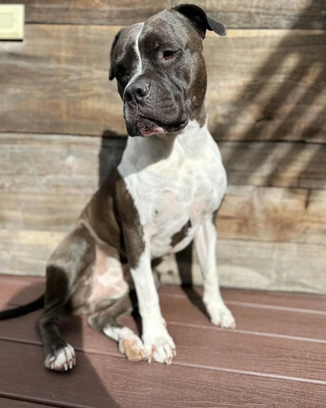 Grauer Hund sitzt in der Sonne