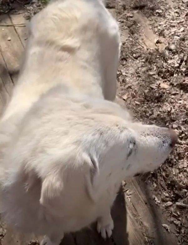 Großer weißer Hund