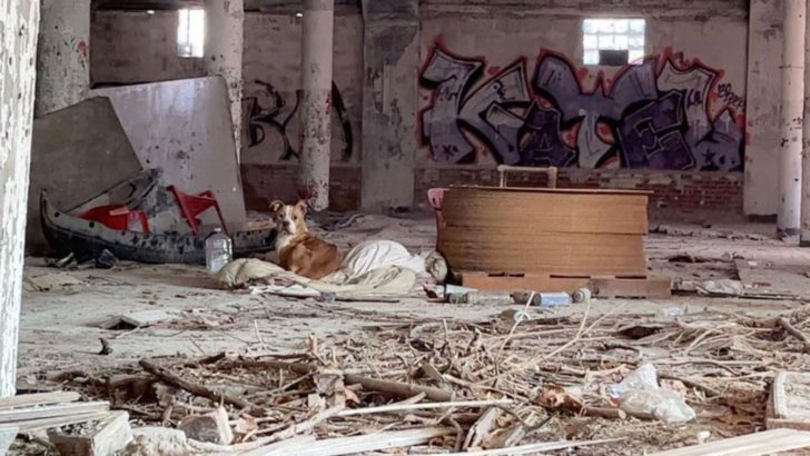 Großherzige Retter verhelfen einem verängstigten Welpen, der in einem verlassenen Gebäude lebt, zu einem Neuanfang