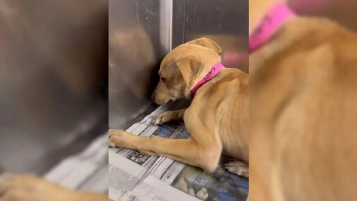 Helfer retteten einen verängstigten Hund, der nicht aufhörte zu zittern, sogar nachdem er ins Tierheim gebracht worden war