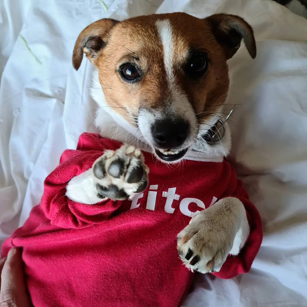Hund Mitzi traegt ein rotes Hemd