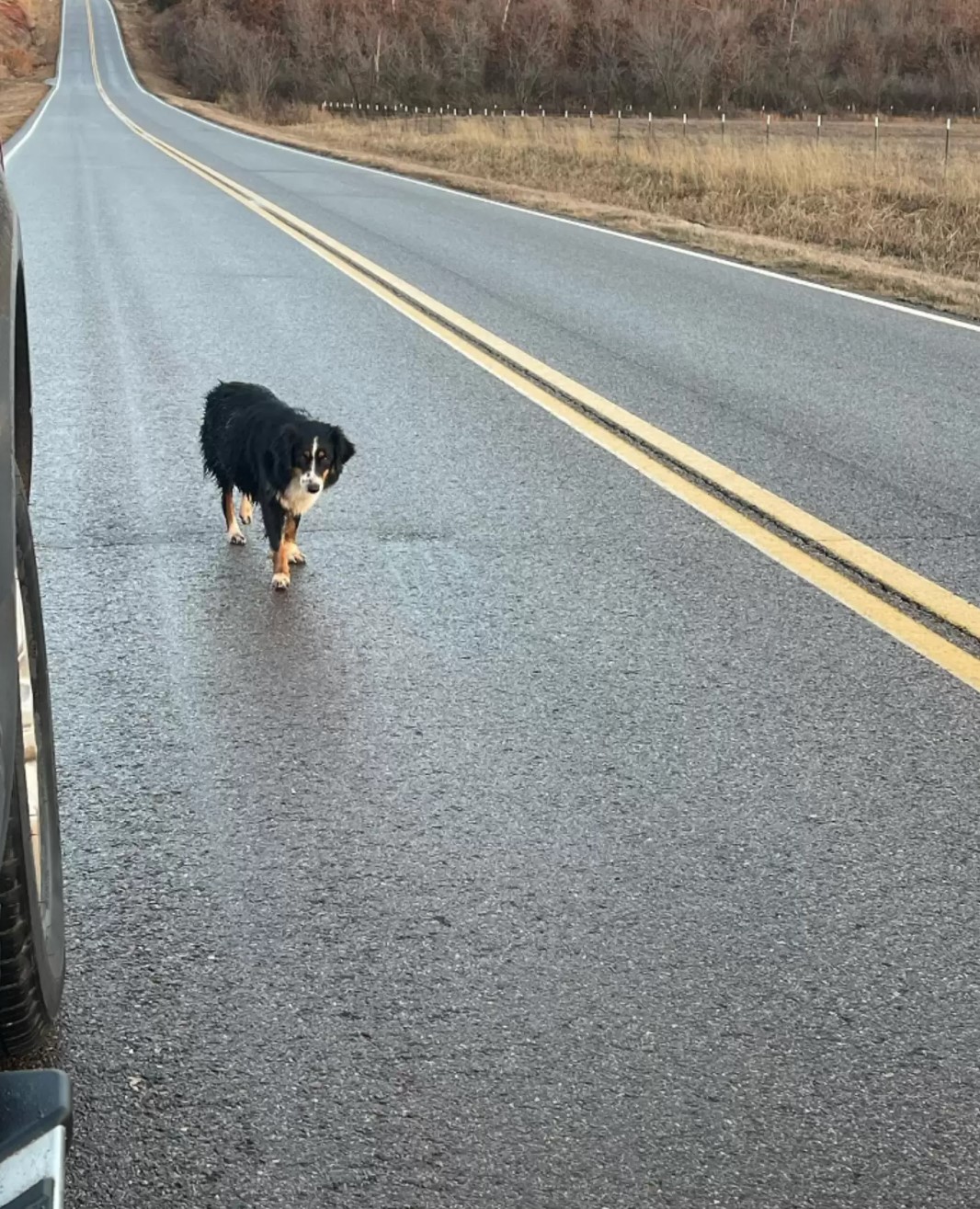 Hund allein auf der Straße
