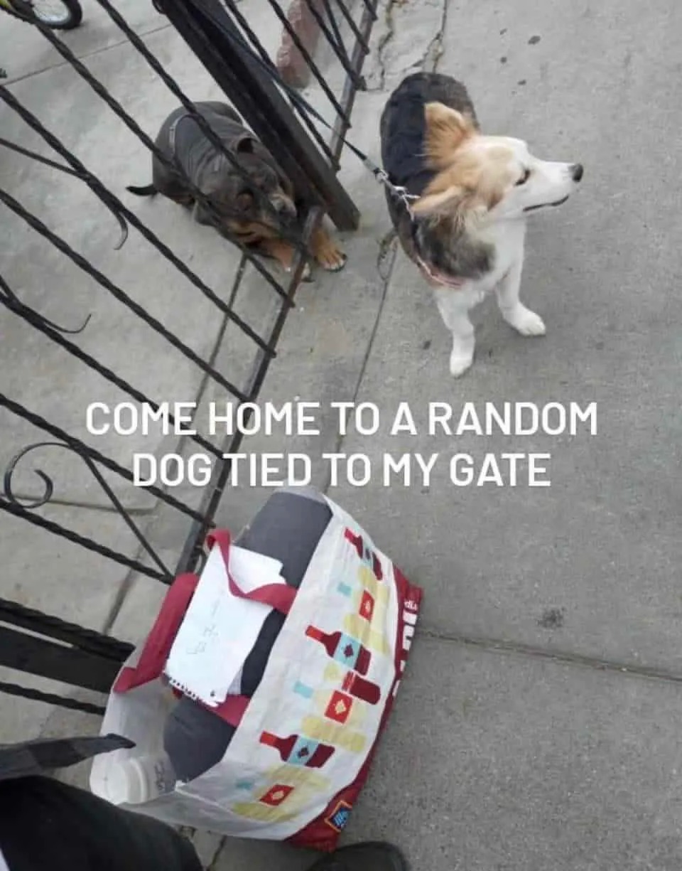 Hund an einen Zaun angebunden und mit Notiz ausgesetzt