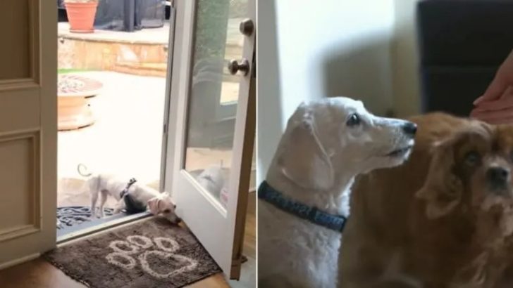 Hund aus einer Welpenfabrik findet endlich eine liebevolle Familie