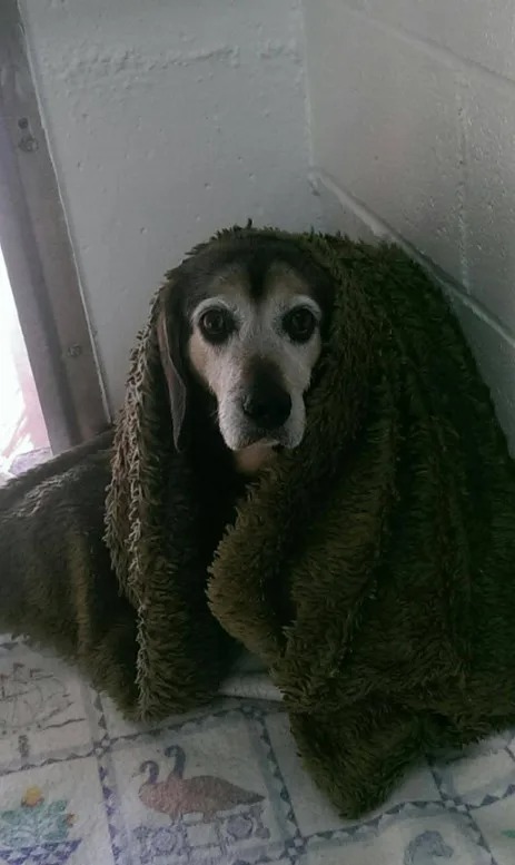 Hund bedeckt mit einer braunen Decke