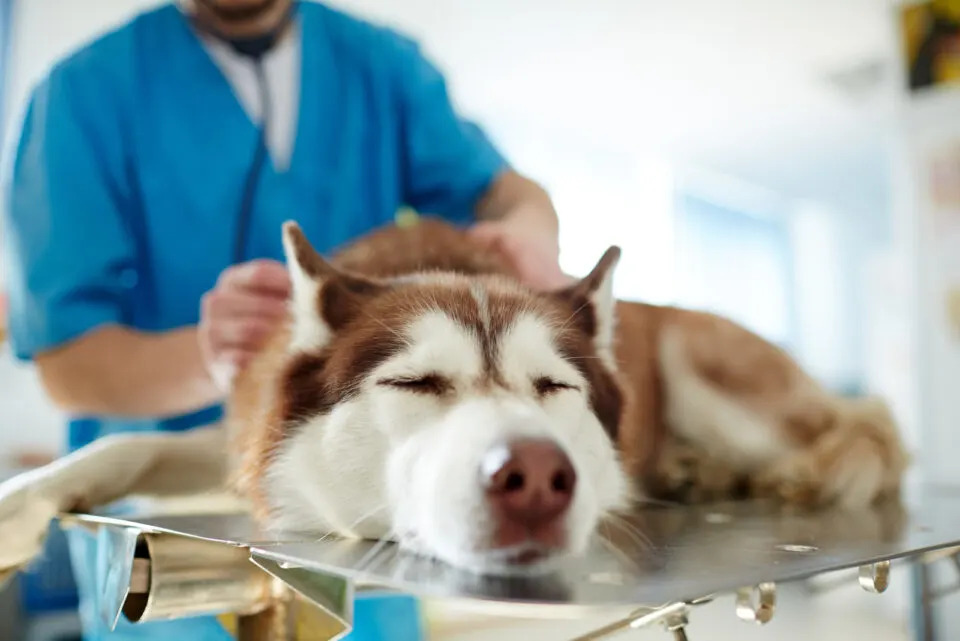 Hund beim Tierarzt (2)