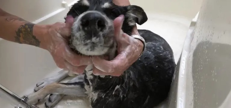 Hund bekommt ein Bad