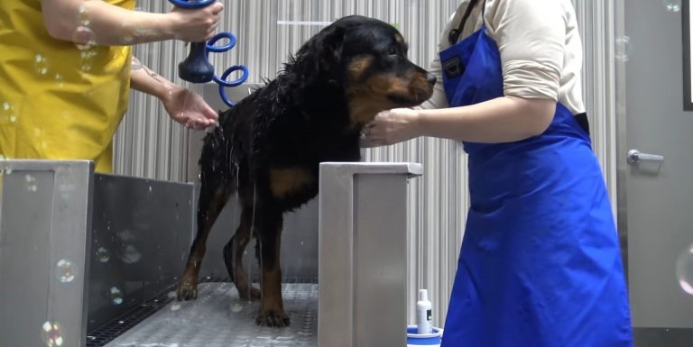 Hund bekommt ein Bad