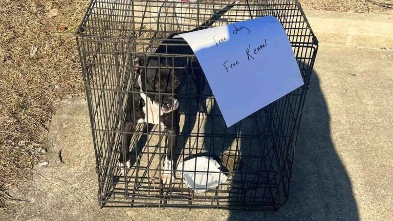 Hund, der in einem Zwinger an einer gefährlichen Straße zurückgelassen wurde, bricht das Herz seiner Retter