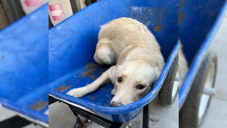 Hund, der in einer Schubkarre zum Einschläfern gebracht wurde, erhält eine zweite Chance