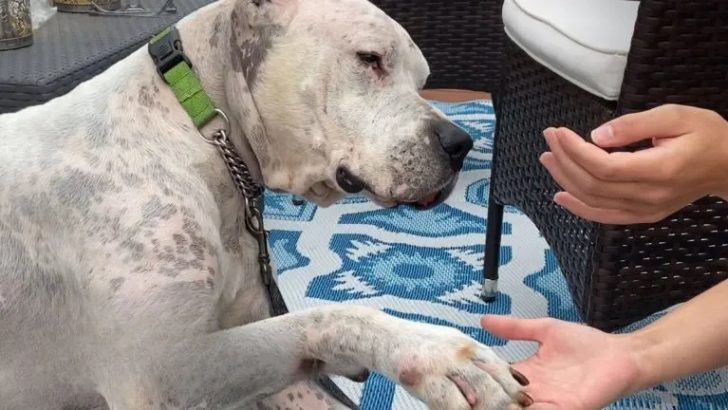 Hund, der neben seinem verstorbenen Besitzer gefunden wurde, lernt nun in einem neuen Zuhause wieder zu lieben