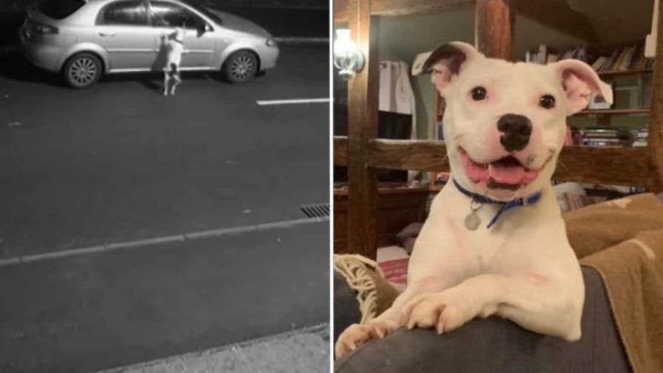 Hund, dessen Aussetzung auf Kamera festgehalten wurde, findet in neuem Zuhause sein Lächeln wieder